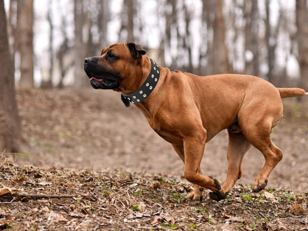 Pasja ovratnica s čopki iz eko usnja, nastavljiva l