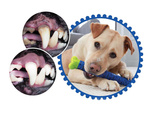 Dog chew toothbrush dog toy