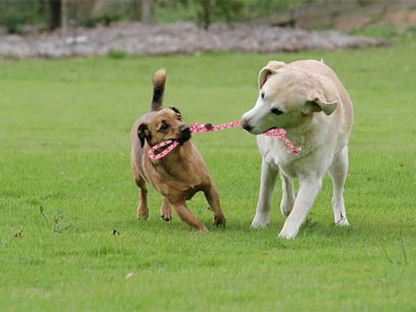 Suņu rotaļlieta vilkšanas virve stipra gara virve