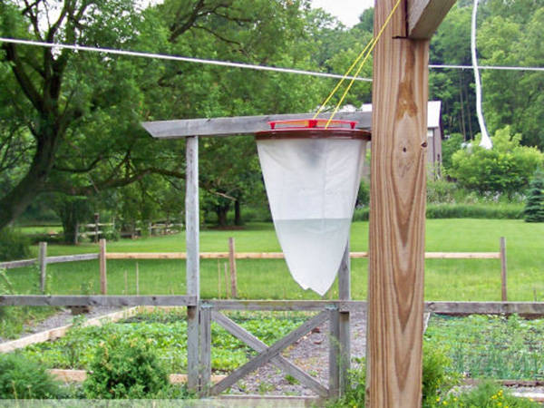 Insect trap attracting mosquitoes flies wasps insects