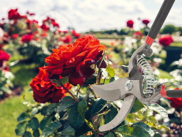 Gartenhandschere strauchschere aus geschmiedetem stahl