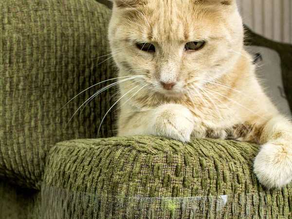 Grosse schutzmöbelkappe für katzen 2 stück