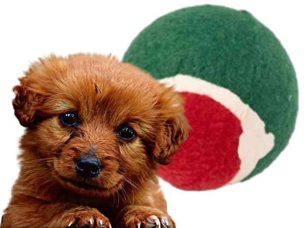 Satz hundespielzeug kauspielzeug tugger 4 stück mix geschenk spielzeug weihnachten