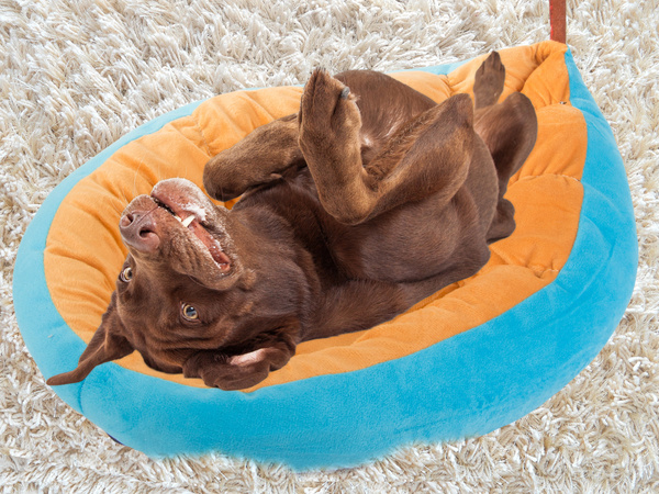 Plüüs voodipadi koerale mängupadi kassile pehme diivanile voodipesu