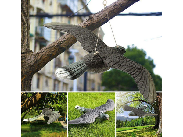Dissuasion d'oiseaux étourneaux pigeons rongeurs faucon