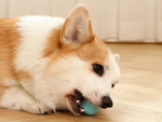 Juguete para gato perro bola de escape led vibración eléctrica usb bola