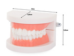 Modelo dental mandibula dientes dientes slamy