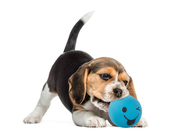 Jouet pour chien couineur chien mâche balle en caoutchouc couineur balle en caoutchouc