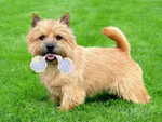 Dog toy dog toy tug rope strong bone
