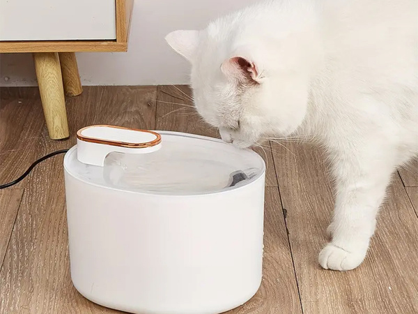 Abreuvoir automatique pour chat fontaine d'eau pour chien filtres bol d'eau