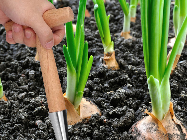 Plantare alege pentru plantarea bulbilor grădină skewer măsură din lemn