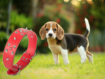 Studded dog collar eco leather adjustable xl