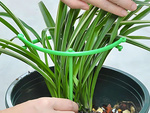 Potted plant support 3 ring hoop round garden