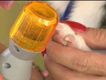 Krallenfeile krallenschleifer für hund katze