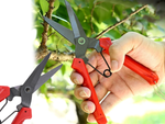 Hand pruning shears shrub pruning shears grass plant pruning shears