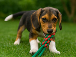 Dog chew toy tug rope braided rope