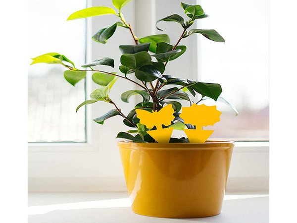 Yellow pot stickers yellow sticky for scale insects fruit flies 12 pcs