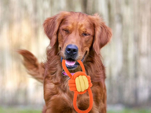 Jouet pour chien à mâcher corde forte longue