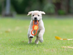 Perro juguete masticar tirar de la cuerda fuerte de largo