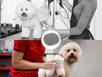 Hairdryer brush comb 2in1 for dog pets