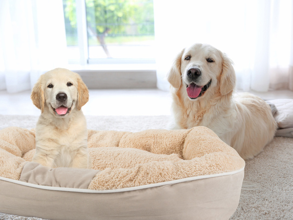 Pluusist koera mänguvoodi pehme padi diivanil voodipesu kohev