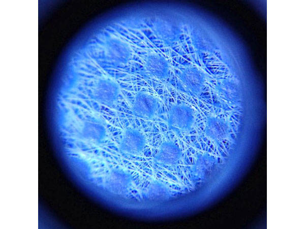 Mikroskop lupa jubilerska 60x led uv profesjonalny