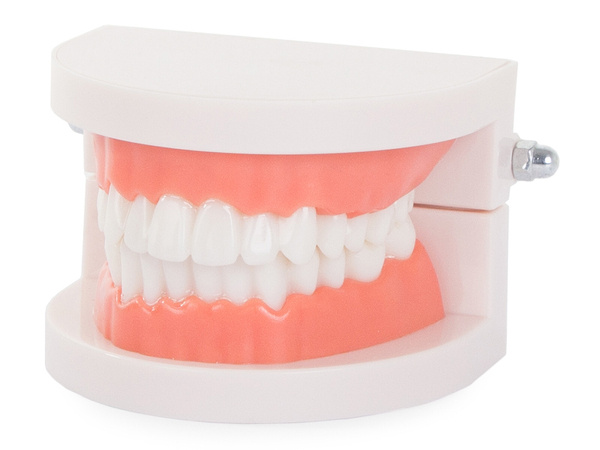 Model stomatologiczny szczęka zęby zębowy slamy