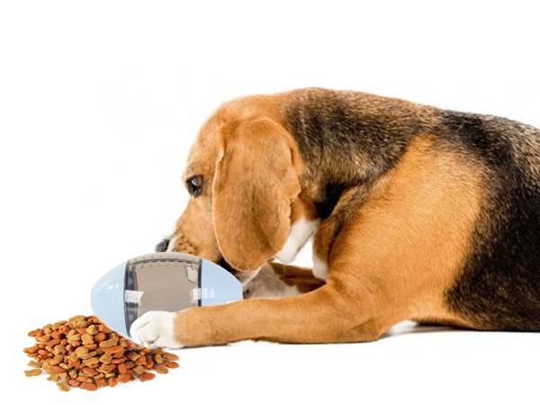 Zabawka dla psa na smakołyki jedzenie karmę piłka
