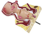 Анатомическая модель ануса геморрой увеличение 5x