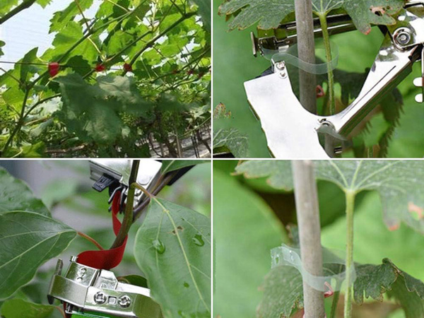 Grapadora de plantas grapadora de jardín grapadora de tomates grapadora de sarmientos