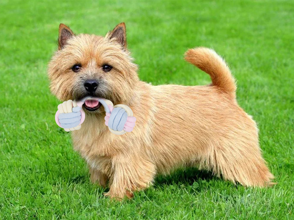 Juguete para perro juguete para perro tug cuerda fuerte hueso