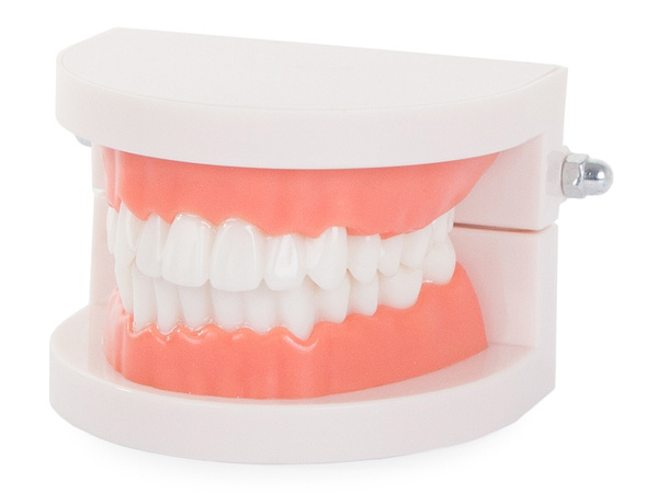 Modelo dental mandibula dientes dientes slamy