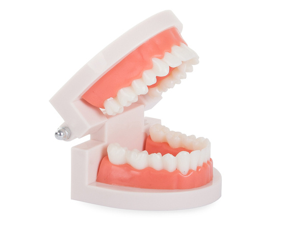 Modelo dental mandibula dientes dientes slamy