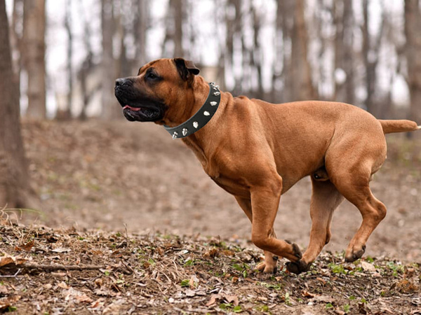 Tachonado collar de perro de cuero ecológico ajustable l