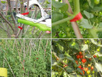 Grapadora de plantas grapadora de jardín grapadora de tomates grapadora de sarmientos