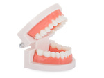 Modelo dental mandibula dientes dientes slamy