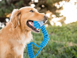 Perro juguete masticar tirar de la cuerda fuerte de largo