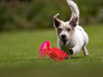 Perro masticar cepillo de dientes cactus para perros